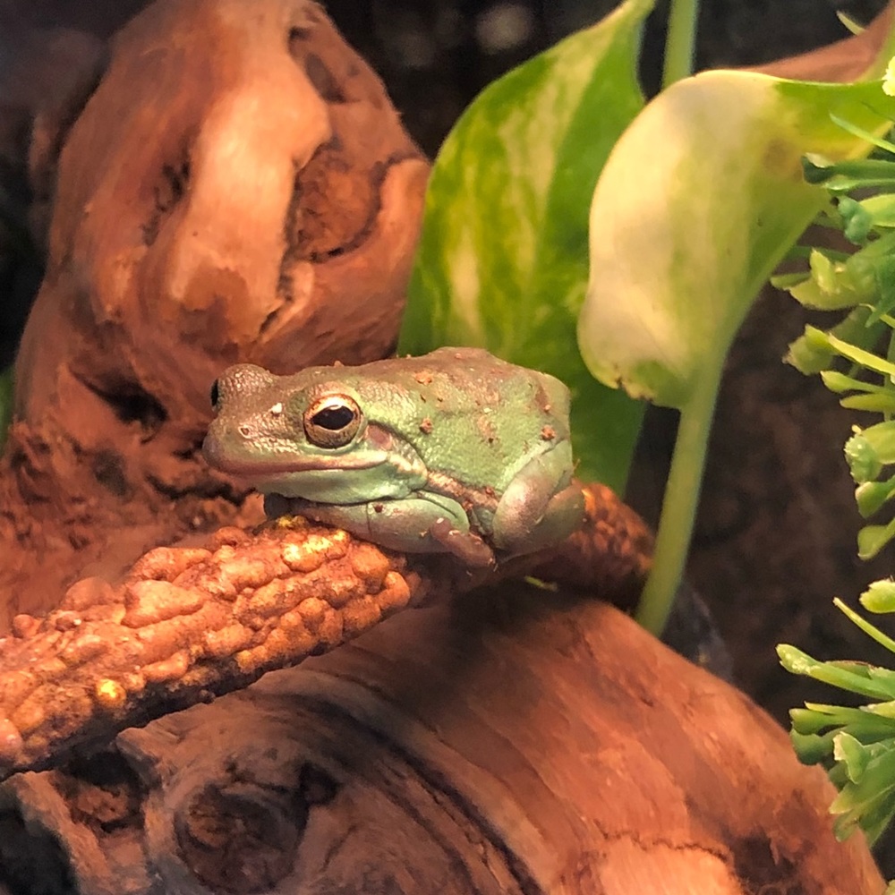 Meet your Posher, bob the frog
